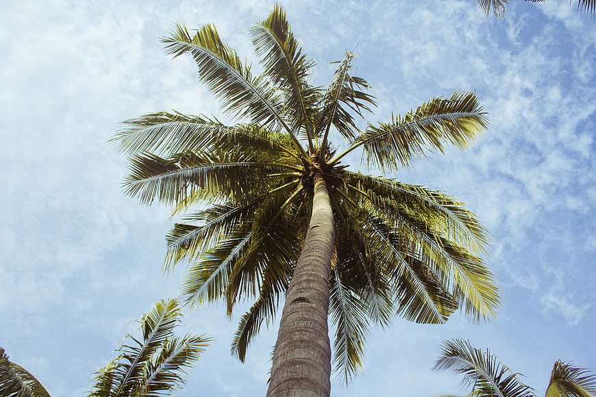 Low angle view of tall palm tree against blue sky