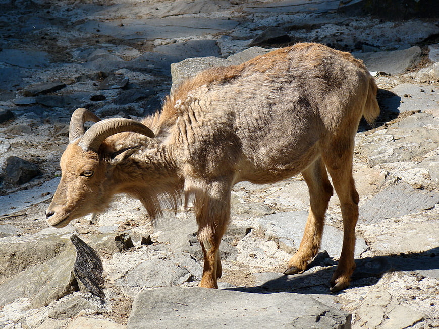Wild Ibex Standing on Rocky Terrain in Sunlight