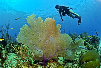 Scuba Diver Swimming Above Large Fan Coral Reef Underwater