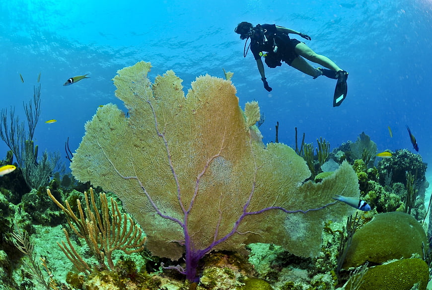 Scuba Diver Swimming Above Large Fan Coral Reef Underwater