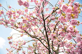 Pink cherry blossoms blooming against a blue sky