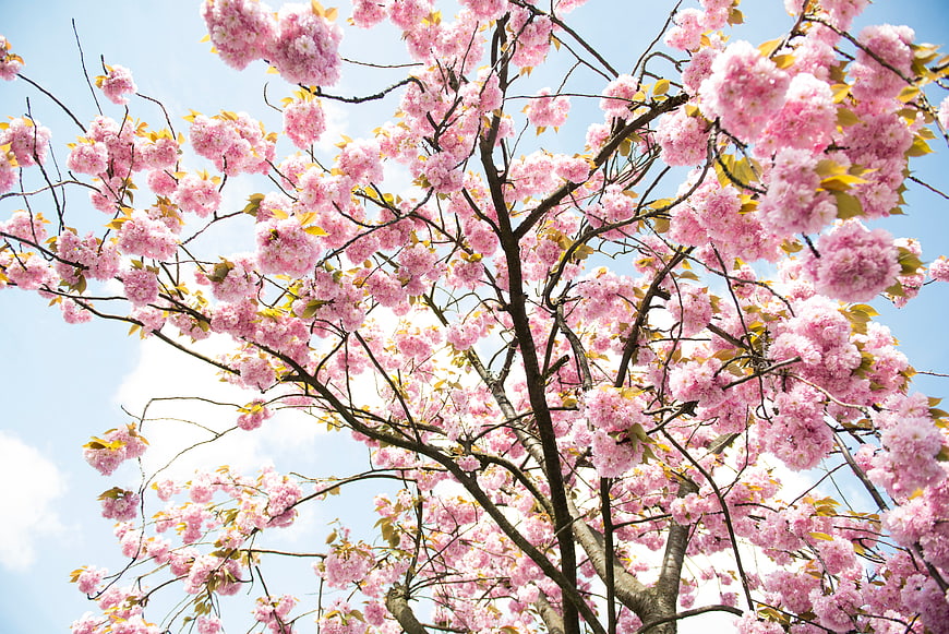 Pink cherry blossoms blooming against a blue sky
