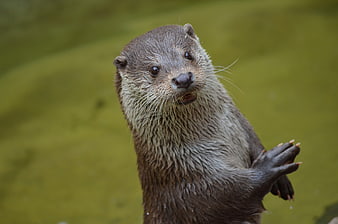 Cute otter portrait with paws clasped in green water