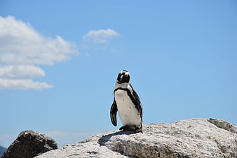 African penguin standing on a rock against a blue sky