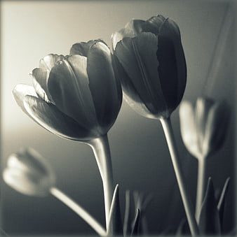 Monochrome Tulips Close-Up