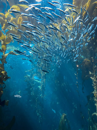 School of Fish Swimming in Underwater Kelp Forest