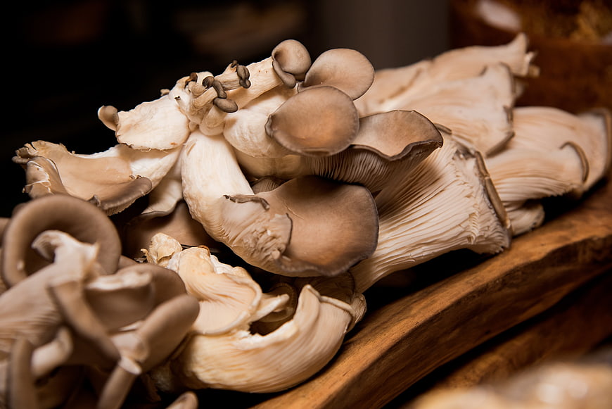 Fresh Oyster Mushrooms on Wooden Board