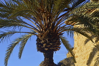 Low angle view of palm tree against blue sky and stone wall