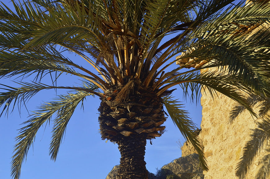 Low angle view of palm tree against blue sky and stone wall