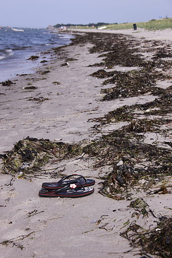 Flip Flops on Sandy Beach with Seaweed