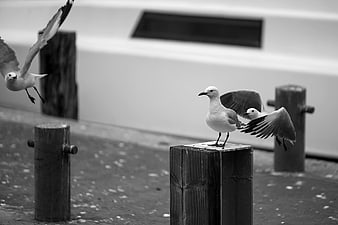 Black and white seagulls landing on wooden dock posts
