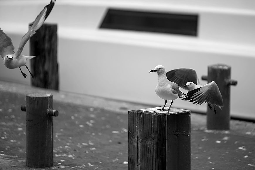Black and white seagulls landing on wooden dock posts