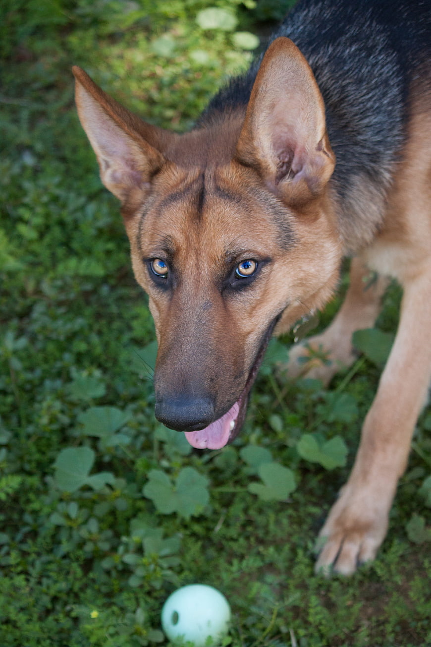 German Shepherd Dog Playing with Ball on Grass