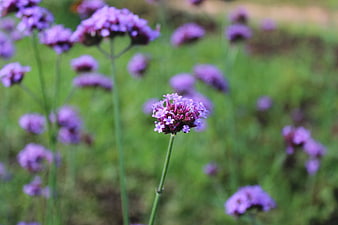 Close-up of purple verbena flower in green field