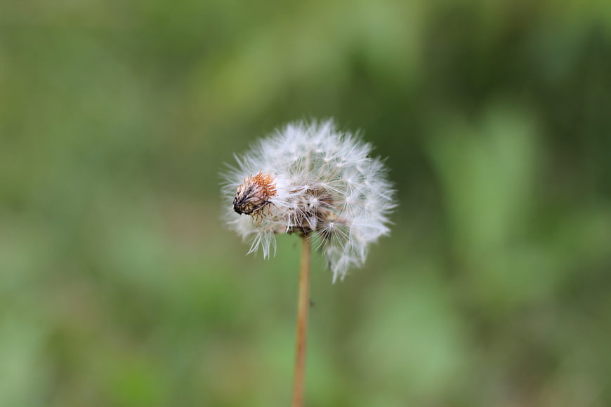 Close-up of a dandelion seed head with a beetle on a green background