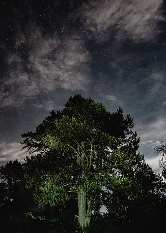 Lone Pine Tree Silhouette Against Starry Night Sky
