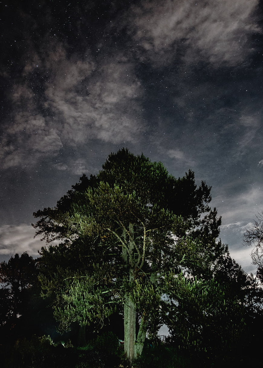Lone Pine Tree Silhouette Against Starry Night Sky