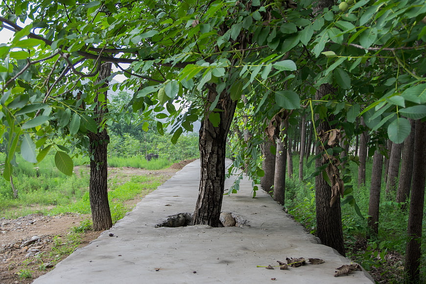 Concrete path through a row of green trees in a rural landscape