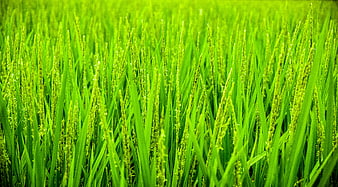 Vibrant Green Rice Paddy Field Close-Up