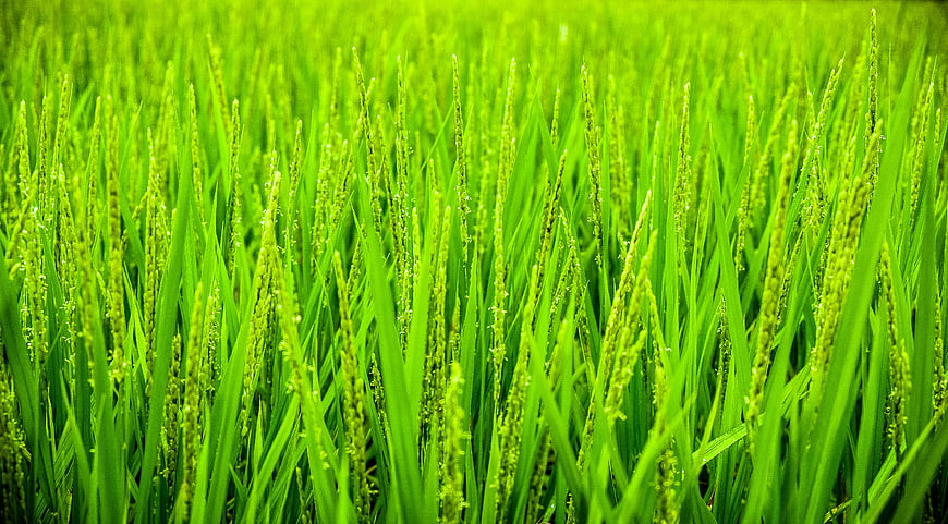 Vibrant Green Rice Paddy Field Close-Up