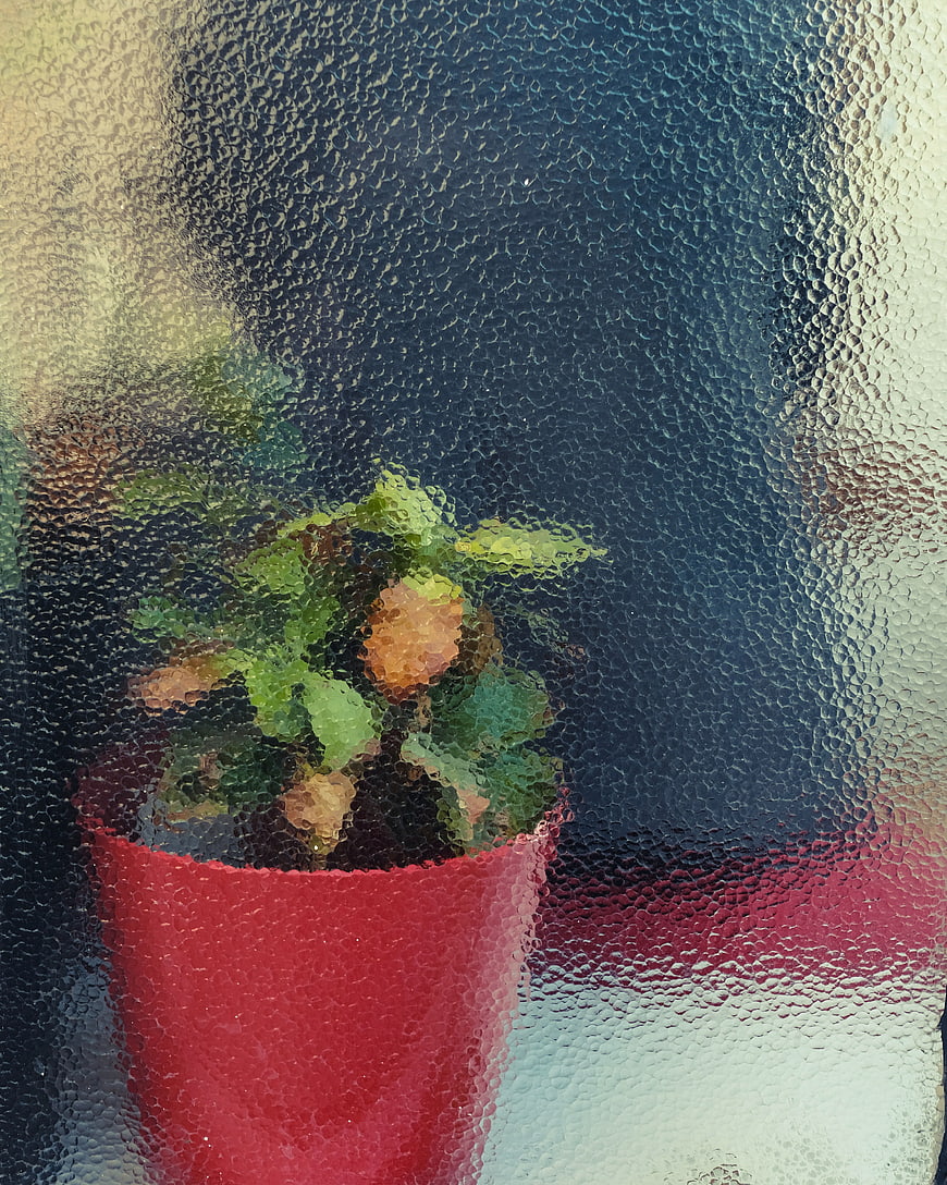 Potted plant viewed through textured glass