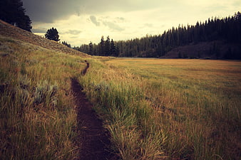 Winding dirt trail through grassy meadow with forest background