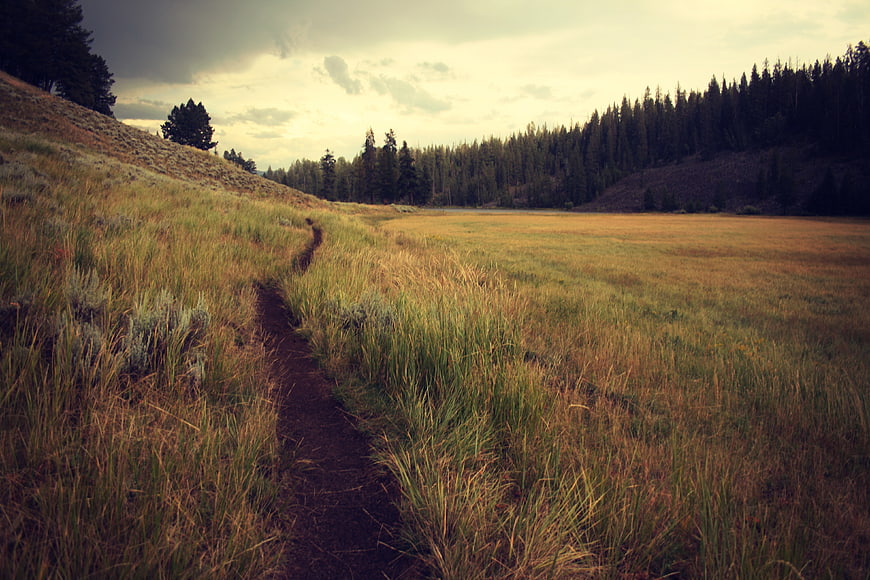 Winding dirt trail through grassy meadow with forest background