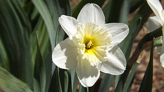 Close-up of a white and yellow daffodil flower in sunlight