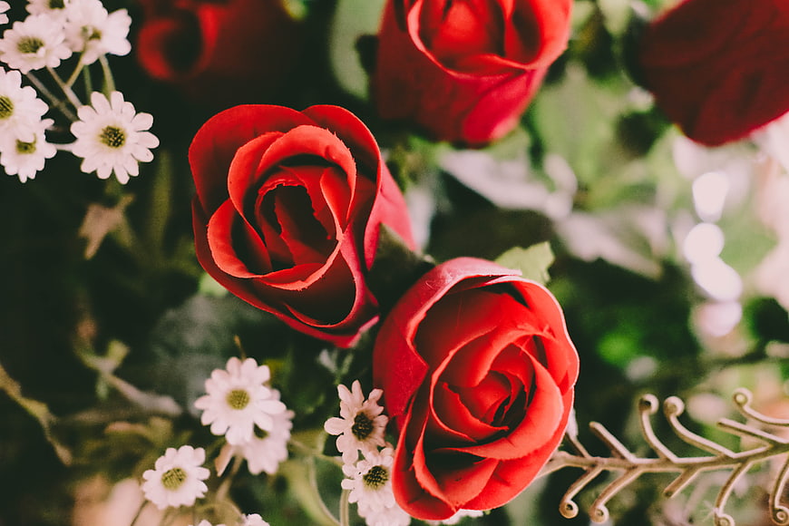 Close-up of vibrant red roses and white daisies