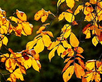 Golden autumn leaves backlit by sunlight on tree branches