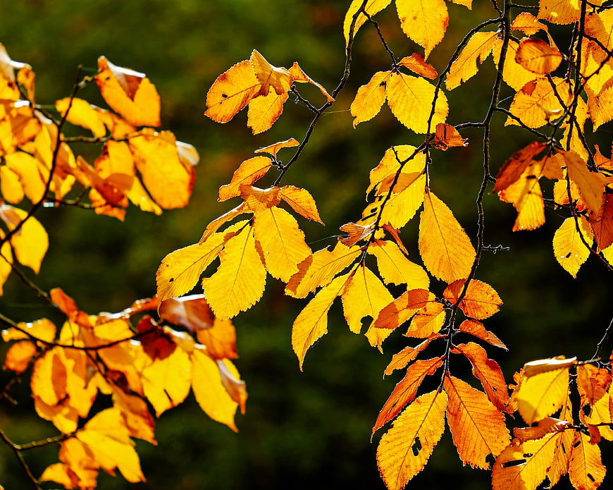 Golden autumn leaves backlit by sunlight on tree branches