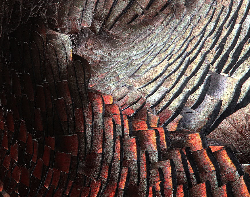 Abstract Texture of Layered Feathers in Red, Brown, and Grey