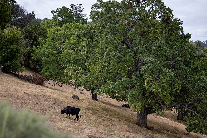 Black cow grazing on dry grassy hillside under oak trees