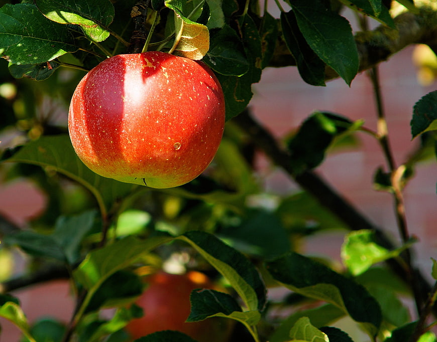 Close-up of a ripe red apple hanging on a tree branch