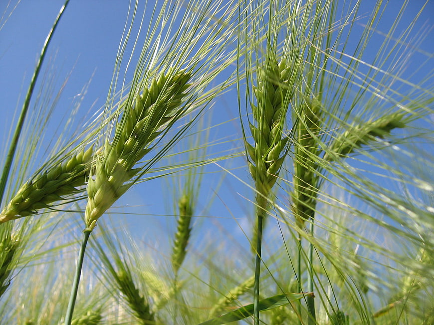 Close-up of green barley ears against a blue sky