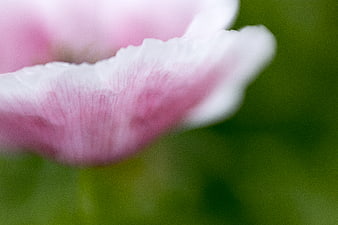 Abstract Macro of Soft Pink Flower Petals on Green Background