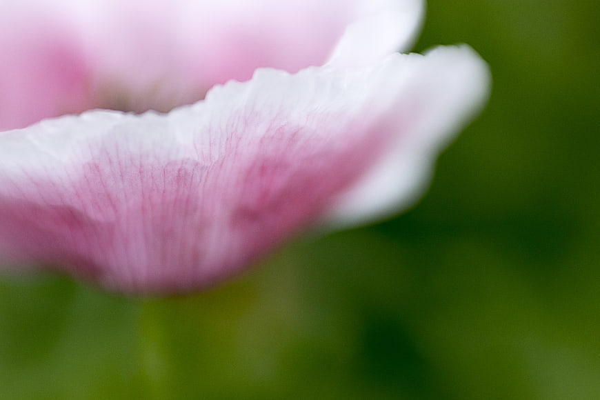 Abstract Macro of Soft Pink Flower Petals on Green Background