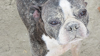 Close-up of a sandy Boston Terrier dog face
