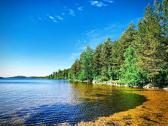 Serene Lake Shoreline with Pine Forest and Clear Blue Sky
