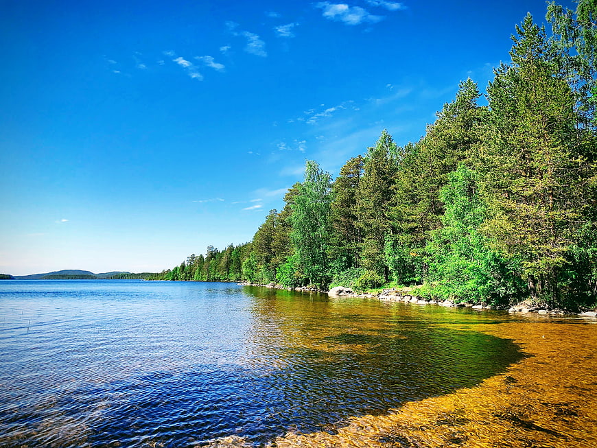 Serene Lake Shoreline with Pine Forest and Clear Blue Sky