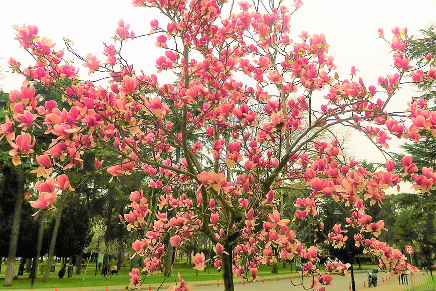 Pink Magnolia Tree Blooming in Spring Park