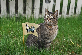 Tabby cat sitting in grass with a small flag