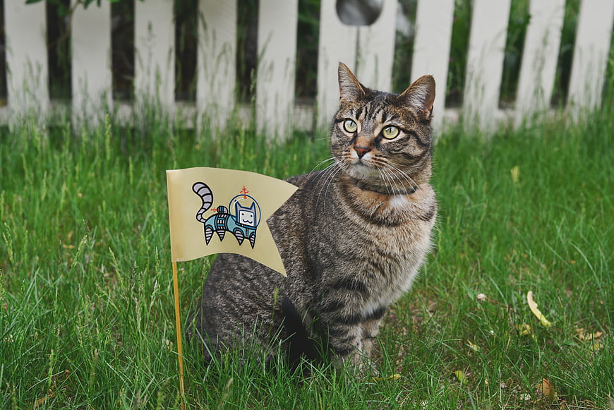 Tabby cat sitting in grass with a small flag