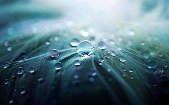 Macro water droplets on a green leaf texture