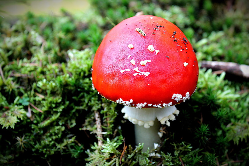 Close-up of Red Fly Agaric Mushroom in Green Moss