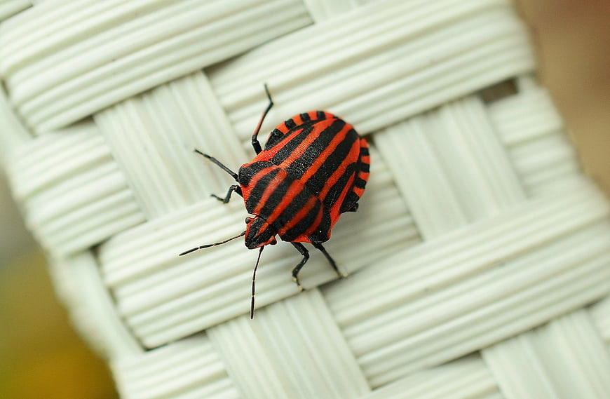 Red and Black Striped Shield Bug on White Woven Surface