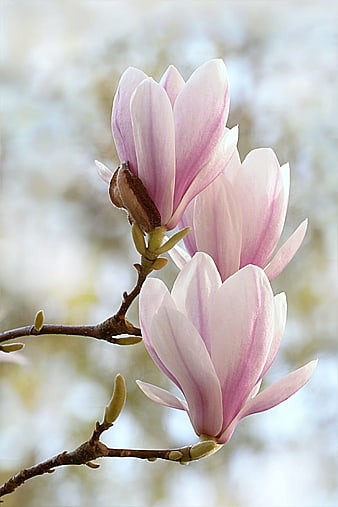 Pink Magnolia Blossoms on Branch in Spring