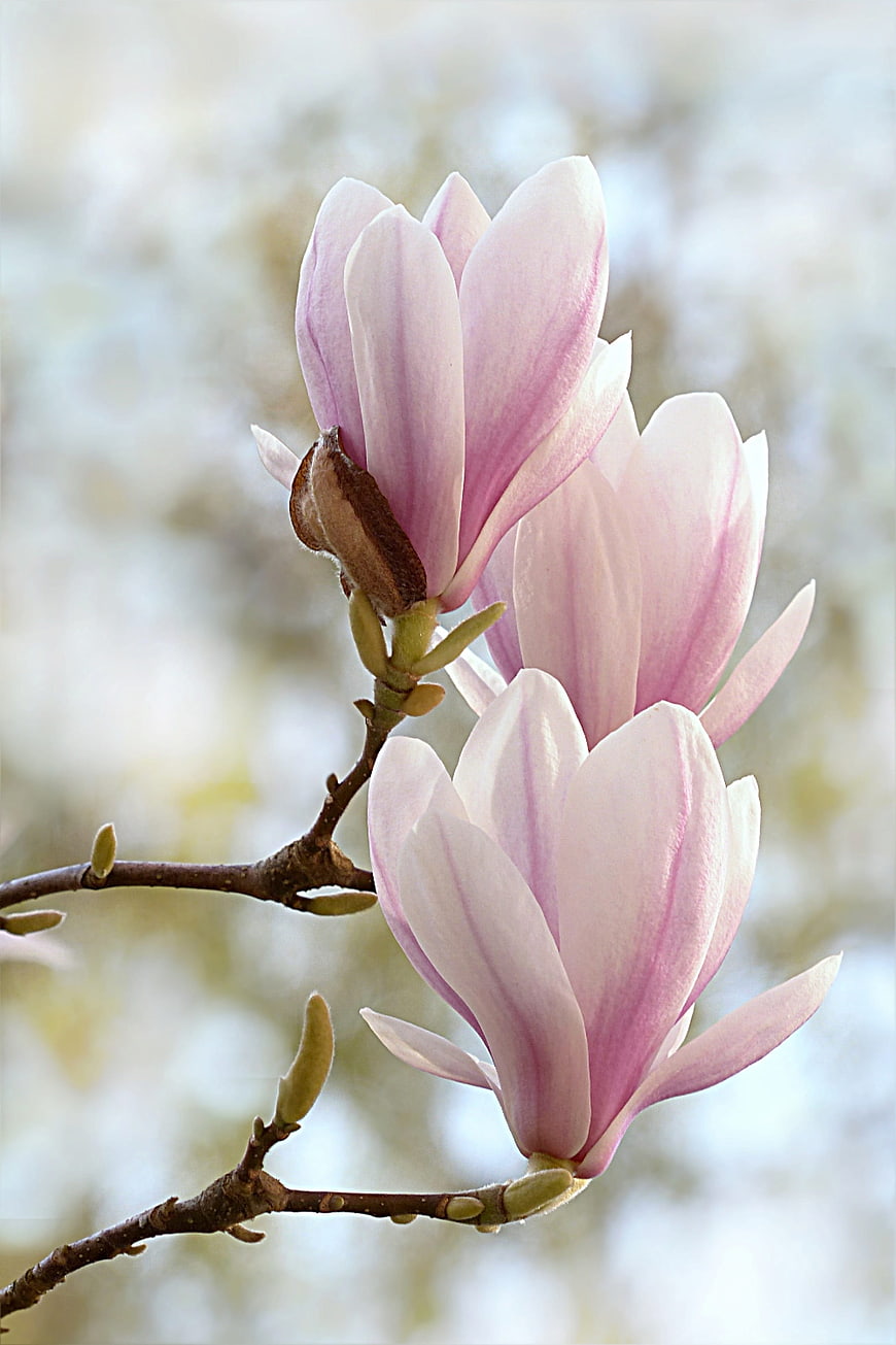 Pink Magnolia Blossoms on Branch in Spring
