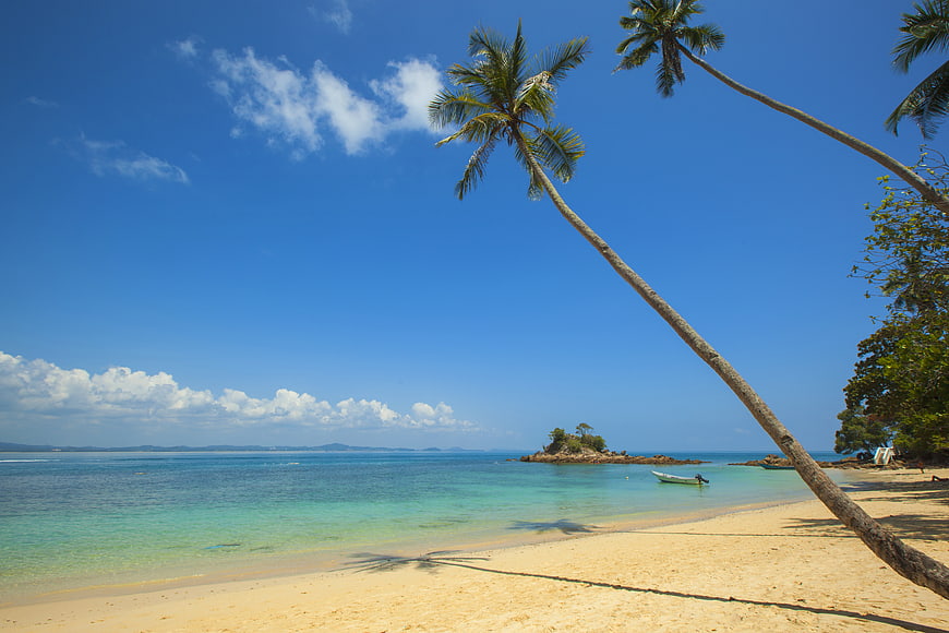 Tropical Beach with Leaning Palm Tree and Turquoise Ocean