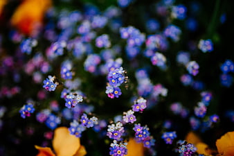 Close-up of purple forget-me-not flowers with blurred background